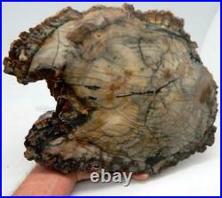 LG11.25 Petrified Wood Slab Fossil Polished Both Sides WithStand Madagascar C1110
