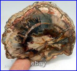 LG. 11 Petrified Wood Slab Fossil Polished Both Sides WithStand Madagascar A1110