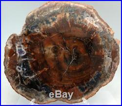 Large 11.25 4 + lb Polished Petrified Wood Slab Madagascar WithStand A907