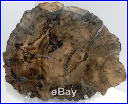 Large 14.5 7+ lb Polished Petrified Wood Slice Slab Madagascar WithStand B1023