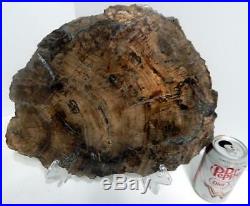 Large 14.5 7+ lb Polished Petrified Wood Slice Slab Madagascar WithStand B1023
