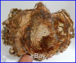 Large 14.5 8+ lb Polished Petrified Wood Slice Slab Madagascar WithStand B806
