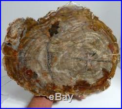 Large 14.5 9+ lb Polished Petrified Wood Slice Slab Madagascar WithStand A806