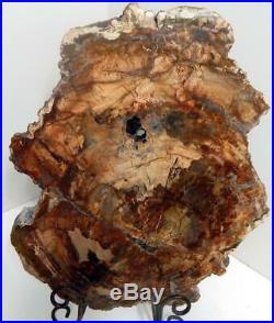 Large 14.5 9+ lb Polished Petrified Wood Slice Slab Madagascar WithStand E609