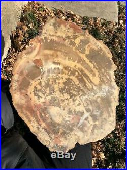 Large 14.5 St. Johns, Arizona Petrified Wood