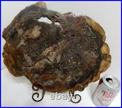 Large 14 6+ lb Polished Petrified Wood Slice Slab Madagascar WithStand F609