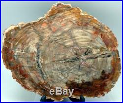 Large 14 9+ lb Polished Petrified Wood Slice Slab Madagascar WithStand E225