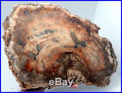 Large 15.5 8+ lb Polished Petrified Wood Slab Madagascar WithStand B1206