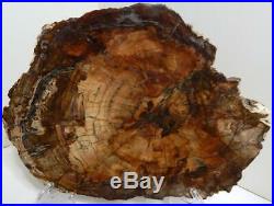 Large 15 8+ lb Polished Petrified Wood Slice Slab Madagascar WithStand C806
