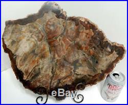 Large 16.5 8+ lb Polished Petrified Wood Slice Slab Madagascar WithStand B609
