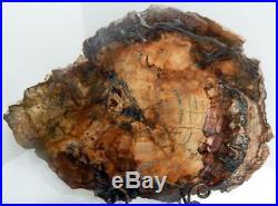 Large 16 9+ lb Polished Petrified Wood Slice Slab Madagascar WithStand D609
