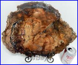 Large 16 9+ lb Polished Petrified Wood Slice Slab Madagascar WithStand D609