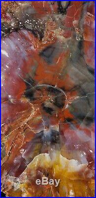 Large 18 Inch Fossil Petrified Wood Red Rainbow Round With Display Stand Arizona