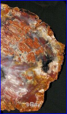 Large 18 Inch Fossil Petrified Wood Red Rainbow Round With Display Stand Arizona