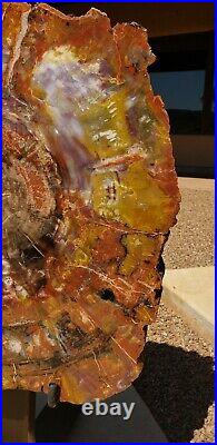Large 22 Inch Fossil Petrified Wood Red Rainbow Round W Display Stand Arizona