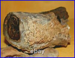 Large & Amazing Agatized Petrified Polished Wood Limb Cast South Western Wyoming