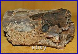 Large & Amazing Agatized Petrified Polished Wood Limb Cast South Western Wyoming