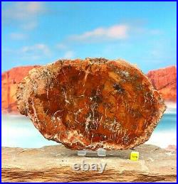 Large Arizona Rainbow Petrified Fossilised Wood Slice Prehistoric Tree 1300g