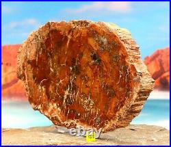 Large Arizona Rainbow Petrified Fossilised Wood Slice Prehistoric Tree 1300g