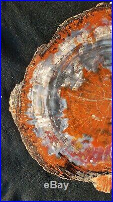 Large Beautiful 16 Inch Fossil Petrified Wood Red Rainbow Round Arizona
