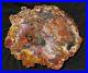 Large_Beautiful_18_Inch_Fossil_Petrified_Wood_Red_Rainbow_Round_Arizona_01_rdyt