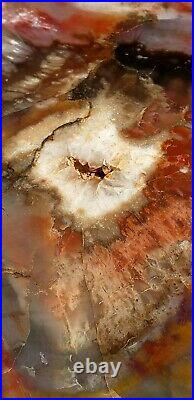 Large Beautiful 18 Inch Fossil Petrified Wood Red Rainbow Round Arizona