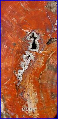 Large Beautiful 18 Inch Fossil Petrified Wood Red Rainbow Round End Cut Arizona