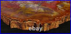 Large Beautiful 18 Inch Fossil Petrified Wood Red Rainbow Round End Cut Arizona