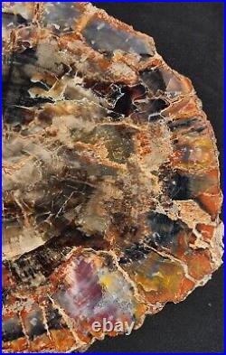 Large Beautiful 18 inch mirror polished Arizona rainbow petrified wood slice #2