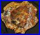 Large_Beautiful_20_5_Inch_Fossil_Petrified_Wood_Red_Rainbow_Round_Arizona_01_vk