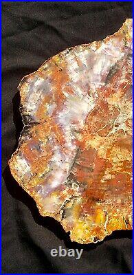 Large Beautiful 20.5 Inch Fossil Petrified Wood Red Rainbow Round Arizona