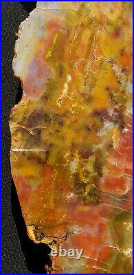 Large Beautiful 20 Inch Fossil Petrified Wood Red Rainbow Round End Cut Arizona