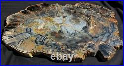 Large Beautiful 24 Inch Fossil Petrified Wood Rainbow Slice Arizona