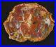 Large_Beautiful_24_Inch_Fossil_Petrified_Wood_Red_Rainbow_Round_Arizona_01_jt