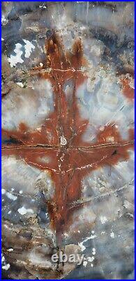 Large Beautiful 24 Inch Fossil Petrified Wood Red Rainbow Round Arizona #2