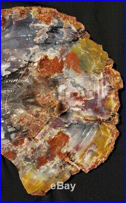 Large Beautiful 26.5 Inch Fossil Petrified Wood Red Rainbow Round Arizona
