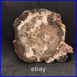 Large Beautiful Petrified? Wood Polished Slab withBark 7 1/2 Inch Round