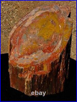 Large Beautiful polished Arizona rainbow petrified wood stump log