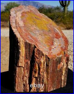 Large Beautiful polished Arizona rainbow petrified wood stump log