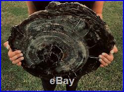 Large Black & Brown Wyoming Eden Valley Petrified Wood Round Pw43
