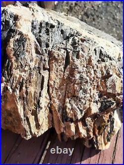 Large Chunk Of Opalized Petrified Wood