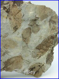 Large Fossil Leaf Display Piedmont, N Italy 35 x 20 cm with Stand