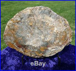 Large Fossil Petrified Wood Crystal Quartz Display Stone Beautiful Colors