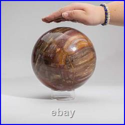 Large Genuine Polished Petrified Wood Sphere from Madagascar (6.75, 15.4 lbs)