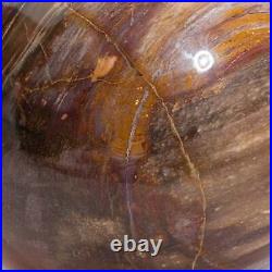Large Genuine Polished Petrified Wood Sphere from Madagascar (6.75, 15.4 lbs)