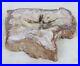 Large_Heavy_Petrified_Wood_Slab_Piece_Carved_Trinket_Dish_Fossilized_12_01_yyet