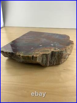 Large Heavy Quarter Slab Petrified Wood Polish One Side 10 Pounds
