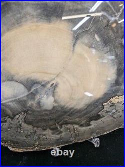 Large Mirror Finish Polished Oregon Petrified Wood Slab Eb14 Free Shipping