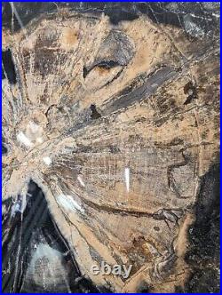 Large Mirror Finish Polished Oregon Petrified Wood Slab Eb16 Free Shipping