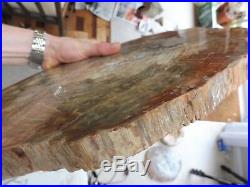 Large Monkey Puzzle Wood Slice (34 cm) Madagascar Triassic